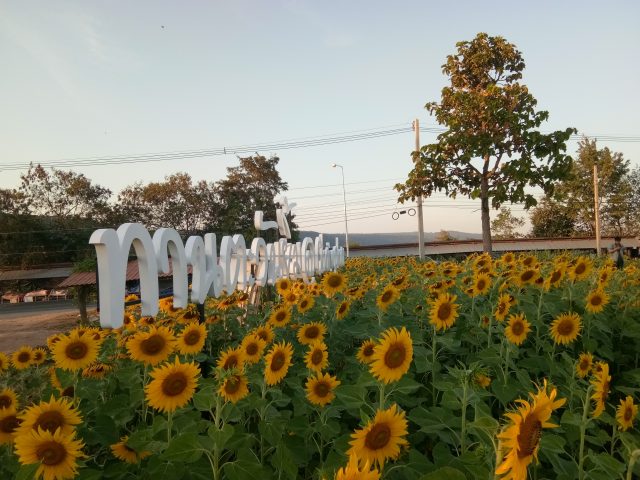 สแตนเลส, ป้ายไวนิล รูปที่ 116 - อาร์มงานป้ายโคราช